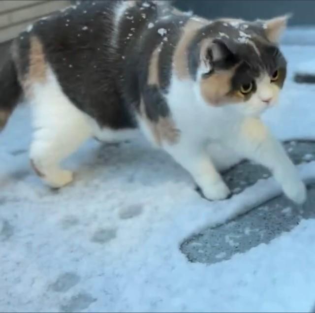 初めて雪を見た猫「颯爽と出ていったのに…」猫さんの動きに爆笑