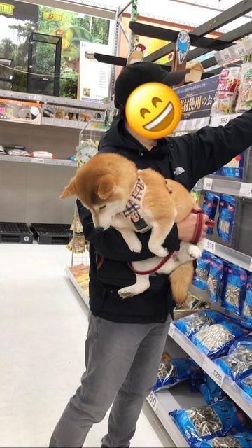柴犬】たぬき顔の甘えん坊な赤柴ちゃん♡ - YouTube