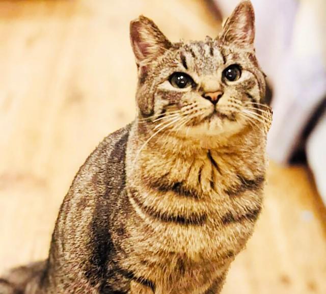 ガレージ近くに住み着いた野良猫一家 みんなは行き先が決まったけど