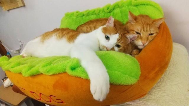 商店街で育った2匹の野良猫・富士オと鷹オ