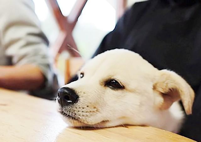 保護犬の母親から生まれたジャズ。生まれつき右前肢にハンデを抱えていました