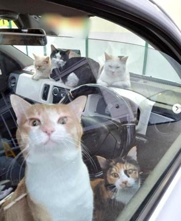 たくさんの猫と一緒に車中泊する飼い主夫婦を目撃、NPO法人に相談があったという（「ねこともやまなし」さん提供、Instagramよりキャプチャ撮影）