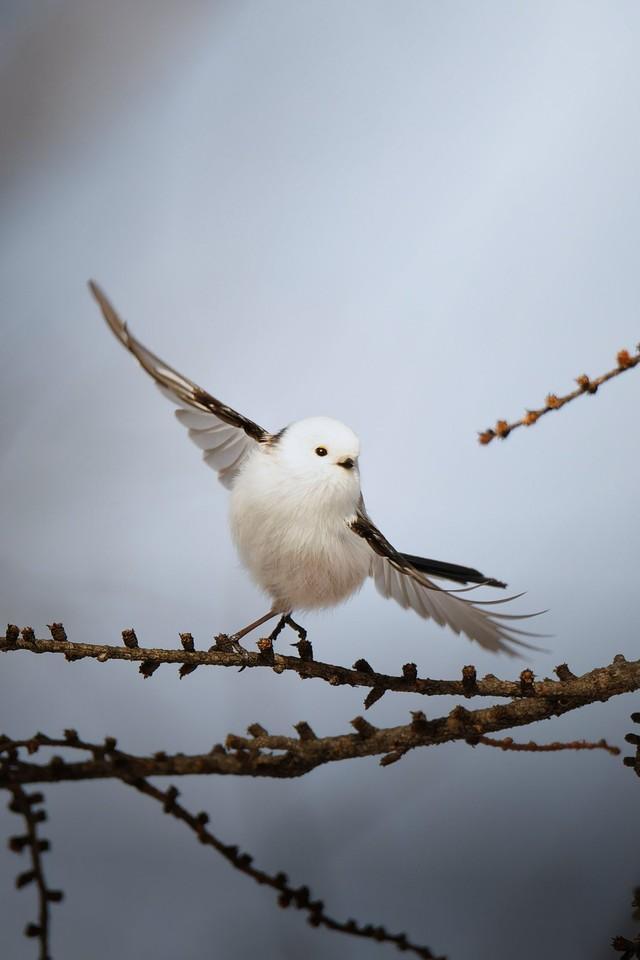 優雅に踊っているようにも見えるシマエナガ（提供：北のキャメラ@北海道で写真撮る人さん）