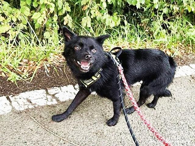 幸せな犬生をつかんだ「4000匹目」の元野犬のごーちゃん