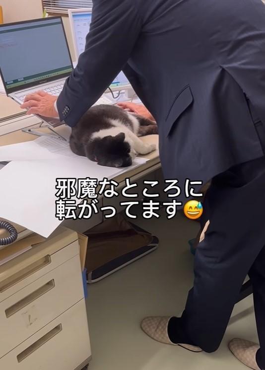 パソコンの点検中、動かない会社猫ちゃんが話題に（日章さん提供、Instagramよりキャプチャ撮影）