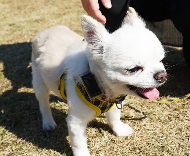 元飼い主から山の中で棄てられたとおぼしき老犬・えだまめ