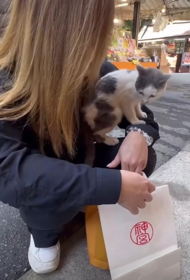おかげ横丁で出会った子猫（投稿からスクショ）