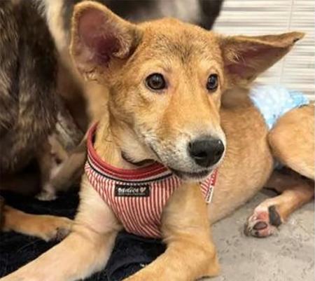 動物愛護センターにいたボロボロの子犬　寂しそうな瞳に保護団体代表は心を動かされた　「放っておけない。あなたを必ず幸せにするよ」