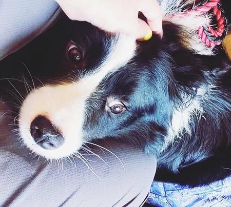 「噛みつくから」と飼育放棄されたボーダーコリー 保護犬猫カフェの代表には噛みつかない理由 ワンコと人間の関係性を示唆