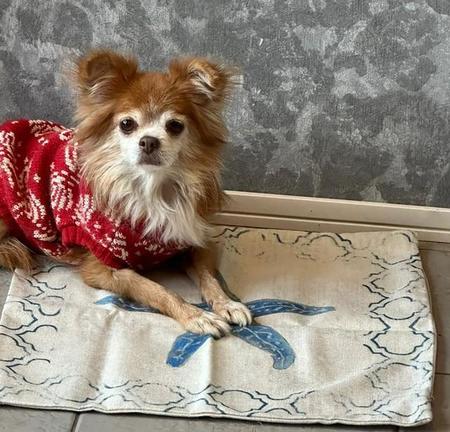 繁殖引退したチワワの咳が止まらない 僧帽弁閉鎖不全症という重い心臓病 難航する里親マッチングに保護主は決心「わたしをあなたの家族にさせて」