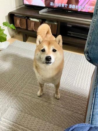 ぴえん顔の柴犬さんにメロメロ　なんて言われたの？「わかりやすすぎ」「何でもしてあげたくなっちゃう」