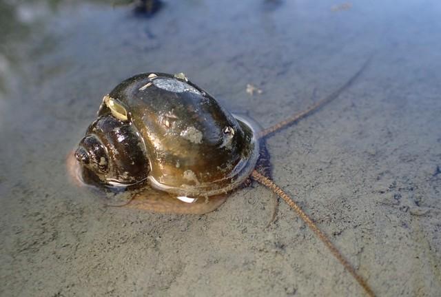 ジャンボタニシ(yosuyosun/stock.adobe.com)