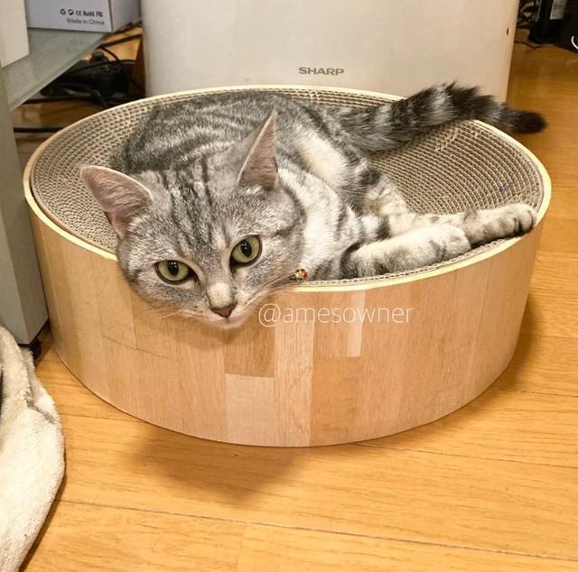 アメリカンショートヘアのあめちゃん