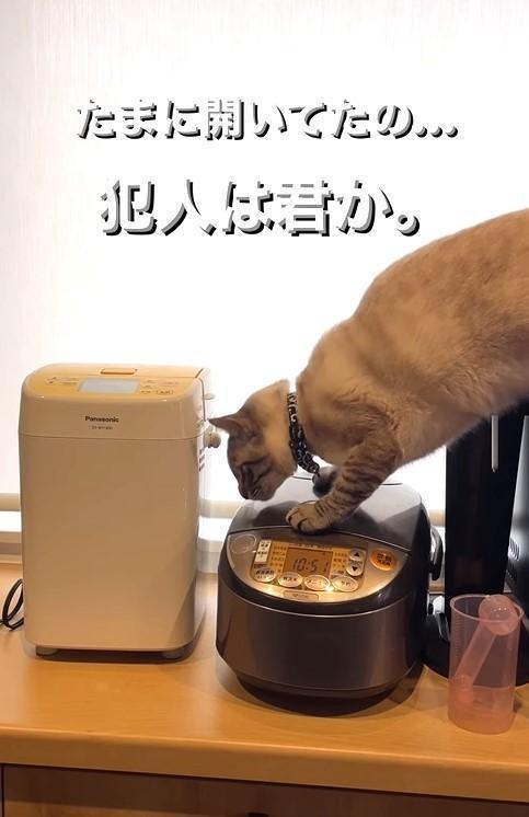 炊飯器のふたを開けた”犯にゃん”が話題に（soranohiさん提供、Instagramよりキャプチャ撮影）