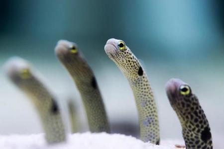 メダカやチンアナゴ…小さな魚類でも遺骨を残せる　革新的な「火葬技術」で注目集めるペット葬儀社
