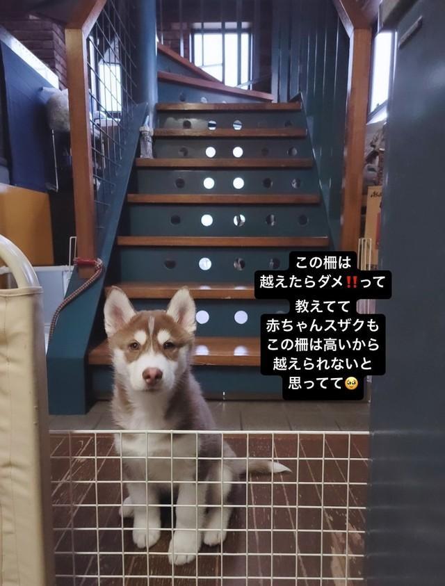 子犬だった頃のスザクくん、柵が高くて超えられません（画像提供：けいこママさん）