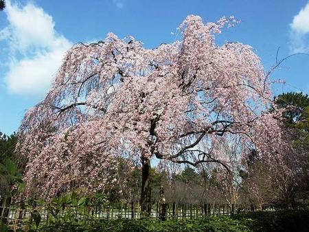 この春に会いに行きたい！全国の一本桜ランキング、1位は…樹齢80年の迫力満点「京都御苑のしだれ桜」