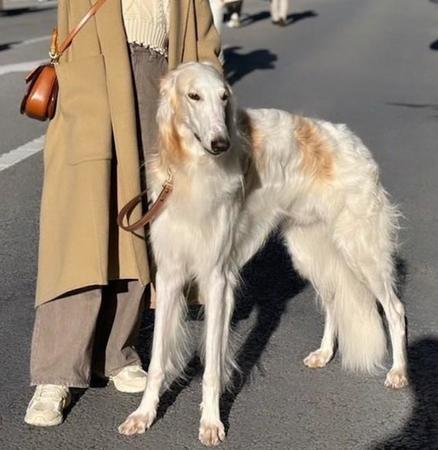 「犬を勝手に触らないで」大型犬の飼い主の切実なお願い「うちの犬に限って」はないから…安全のため守ってほしいことは？「小型犬でも大ケガに…」