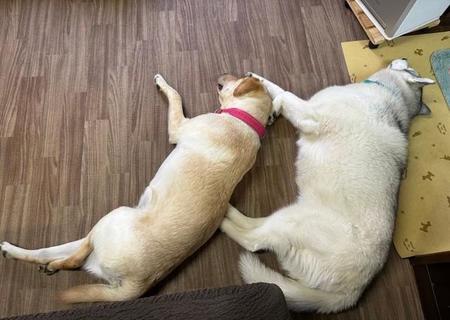 犬と一緒に寝ると「いつもこう！」嘆く飼い主に共感の声殺到「猫でもこうなる」「3歳児でもこう！」