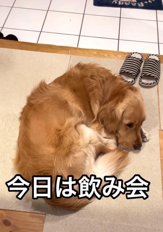 娘さんの帰りを待ちわびるゴールデン犬が話題に（飼い主のママさん提供、Instagramよりキャプチャ撮影）