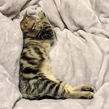 子猫の「寝てる姿がほんとＬすぎる」　ユニークな寝相が話題「見事なＬ」「ほんとに90度」