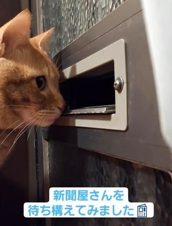 「新聞屋さんを待ってみました!」玄関ドアの前でスタンバイ→新聞を取り込む猫さんが話題 「ニャルソックバレてる?」「差し込まれた途端びっくり!」