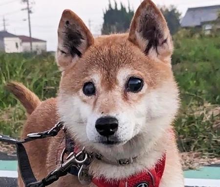 「かわいがっていたけど…」　高齢の飼い主と突然の別れ　優しく甘えん坊の柴犬が幸せを取り戻せますように