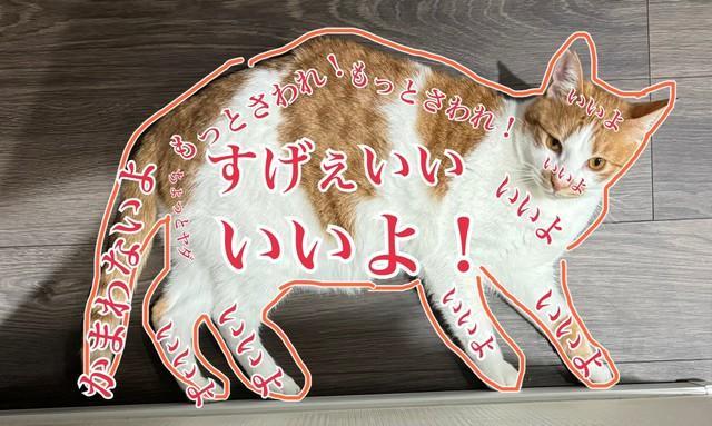 猫さんの「お触りマップ」が話題に 「めちゃくちゃ寛容！」「フルやんw」撫でられるとうっとり顔に/ライフ/社会総合/デイリースポーツ online