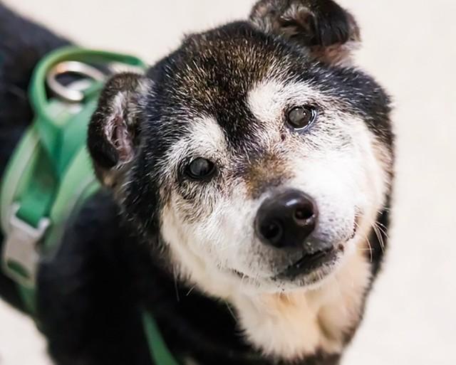 棄てられた？シニアの柴犬は初対面の人が苦手 ボランティアさんとの