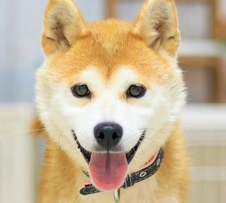 住んでいた家の屋根が欠落し、行き場を失ったはづきちゃん