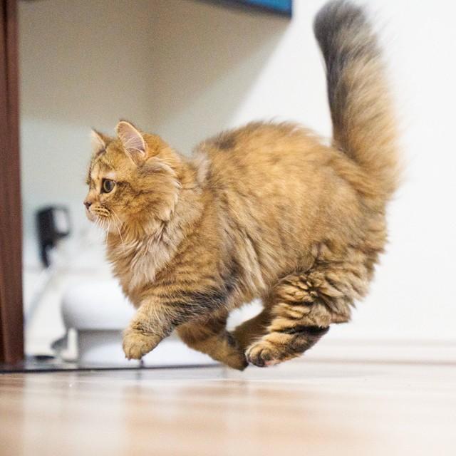 体操選手の偶然の猫 猫さんが、空中ウォーク！？浮いてるみたいな躍動感に8万いいね「ネコバスみたい」「重力ゼロ」/ライフ/社会総合/デイリースポーツ online
