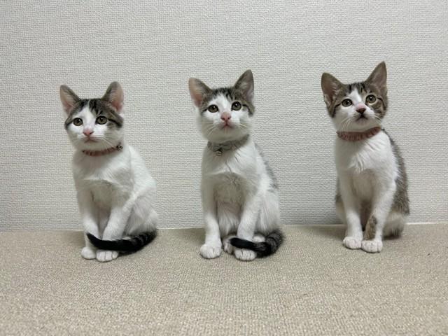 里親さんの元へ”旅立つ”前に記念撮影した子猫3匹の写真がXで話題に（保護主さん提供）