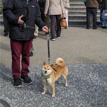 「清水寺」の山門前で愛犬を撮影をしていたら…（画像提供：チビ柴小次郎さん）※一部トリミング