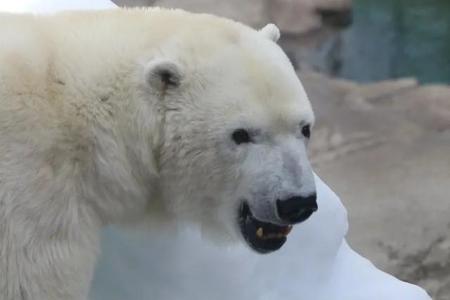 王子動物園の33歳ホッキョクグマ「ミユキ」突然の別れ　死の直前まで寄り添った飼育員「持病あってもがんばった」