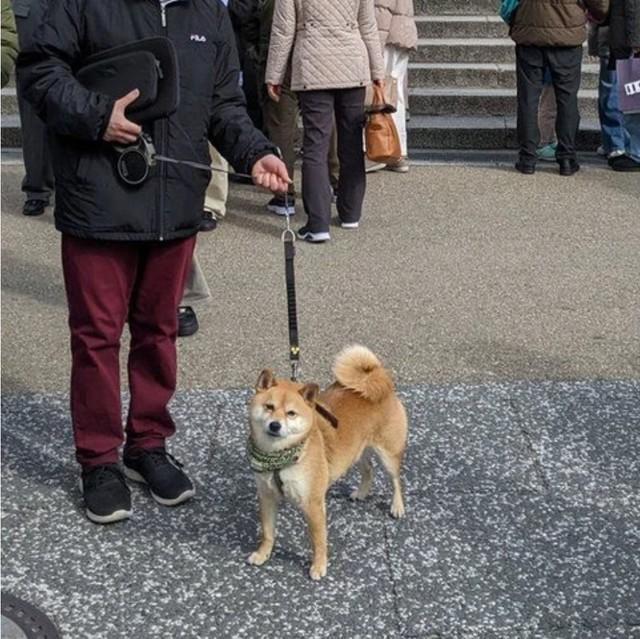 柴犬と京都に行ったら…すごいことになった！世界的人気「SHIBA INU」に ...