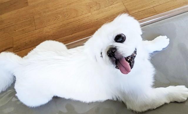 300匹もの多頭飼育崩壊現場にいたペギニーズのネリちゃん。右目に重篤な障がいを抱えていました