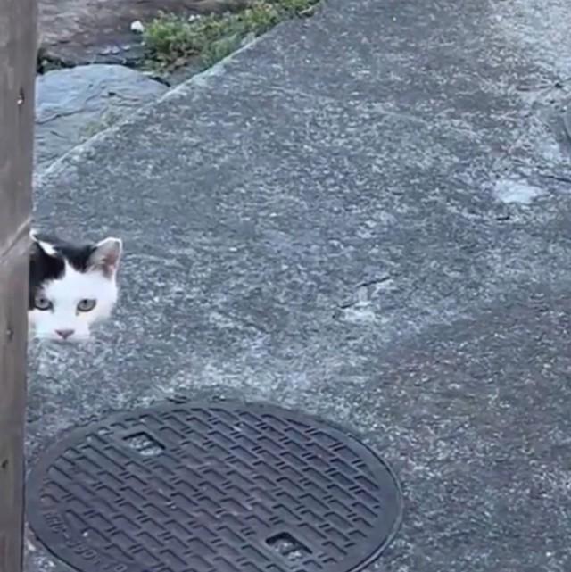 ひょっこり近所の野良猫ちゃん（提供：片目猫よもぎ𓃠全聾猫トトさん）