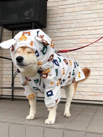 「雨は散歩前に雪へと変わ…らなかった」→落胆した柴犬がこうなりました！「心にも雨が降ってしまった」