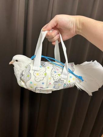 「鳩サブレのように可愛い」ハトさん「おとなしく収まってらっしゃるw」これはなに？