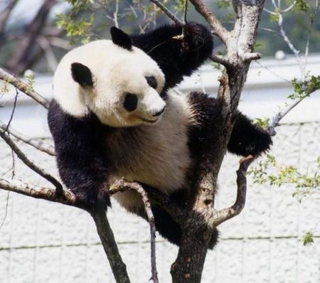 「神戸のお嬢様」ジャイアントパンダのタンタンが死去　…ありし頃の姿を写真と記事で振り返る
