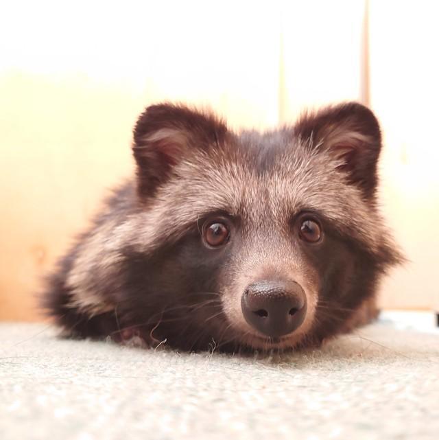 ワンコのように芸達者なあげ玉ちゃん（さめさん提供）