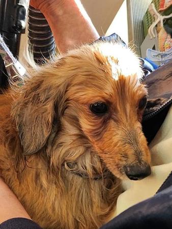 「17匹の犬が置き去り、助けて！」高齢者の孤独死で犬の多頭飼育崩壊が発覚→無事に保護「息絶えるぎりぎりまで食べ物もらっていたか」