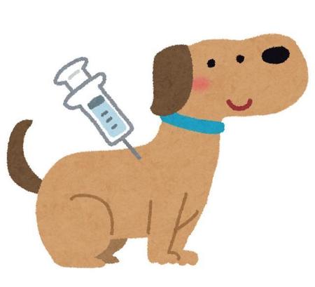 犬のフィラリア予防薬や狂犬病ワクチンはなぜ必要？