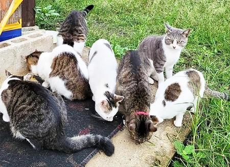 ほぼ空き家状態の借家の外には17匹もの猫がいました