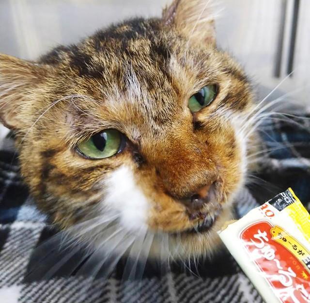 「鼻の調子が悪そうだ」として保護された地域猫・ミミゲ