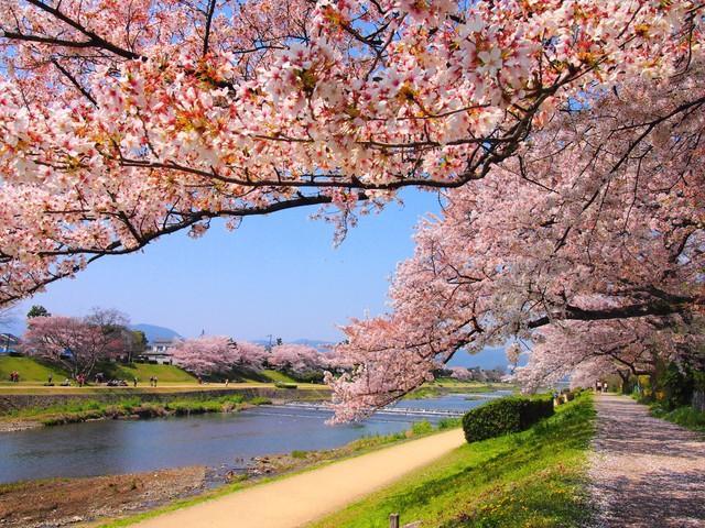 鴨川の桜（ぴた/stock.adobe.com）