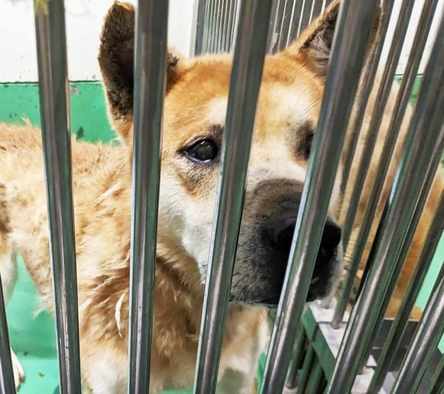 飼い主から動物愛護センターに持ち込まれた元狩猟犬のタロー