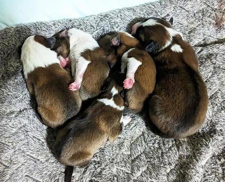 保護犬・リツが産んだ5匹の子犬たち