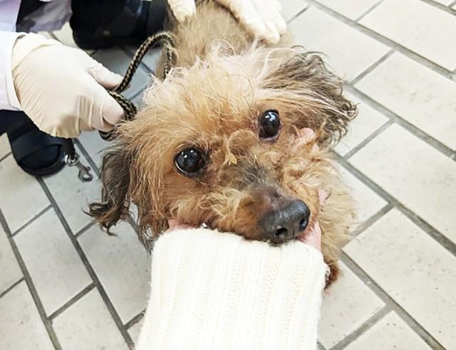 福岡県の動物愛護センターに収容され、収容期限を過ぎ殺処分寸前だったケイちゃん