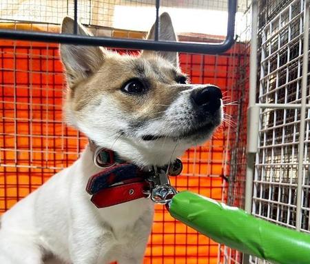 「リードには引っ張られないわよ！」と頑なに拒む元野犬・きくちゃん